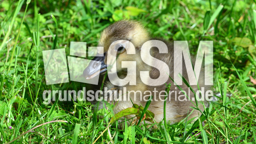 Kanadagansküken (10).jpg